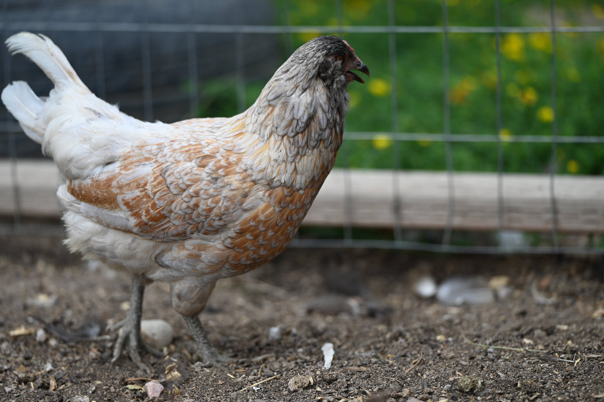 How to Start Your Own Chicken Farm