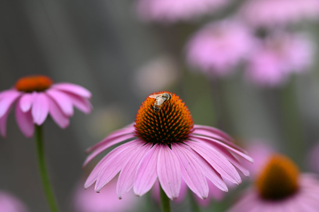 Beekeeping for Beginners