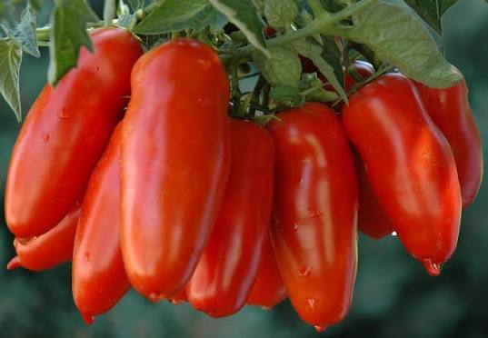 Its Time to Can Tomato Sauce!