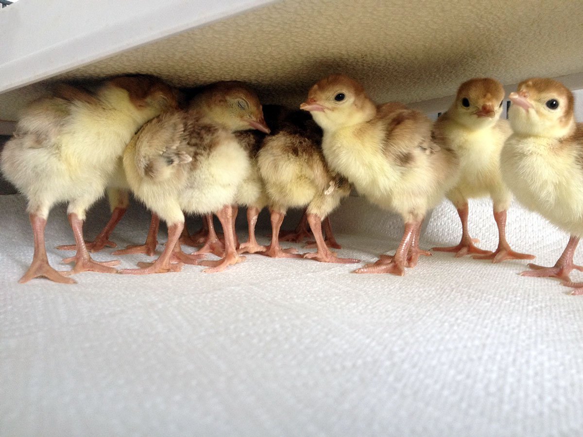 Brooding & Chick Care