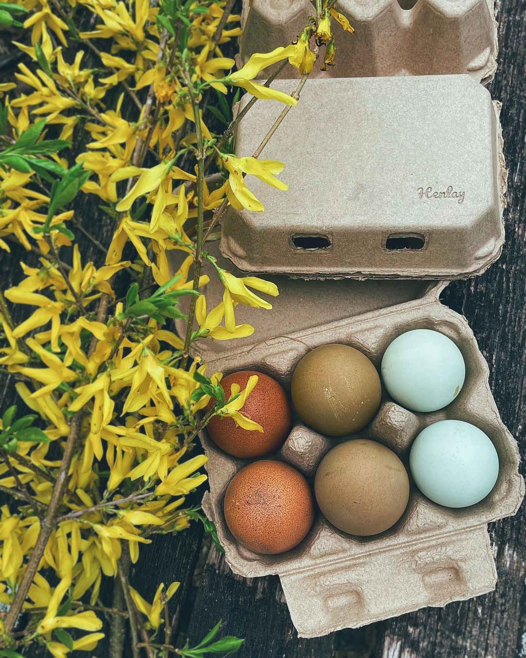 Egg Care