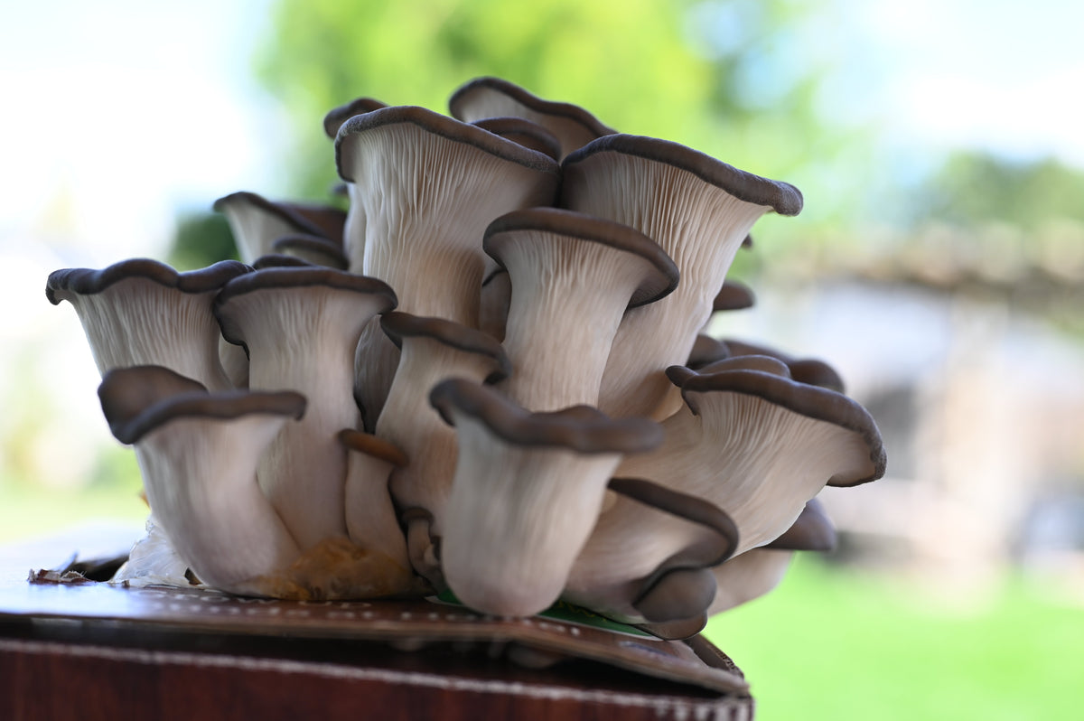 Mushroom Grow Kits