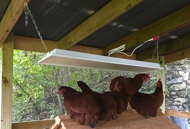 Sweeter Heater Coop & Brooder Heater (4 sizes)