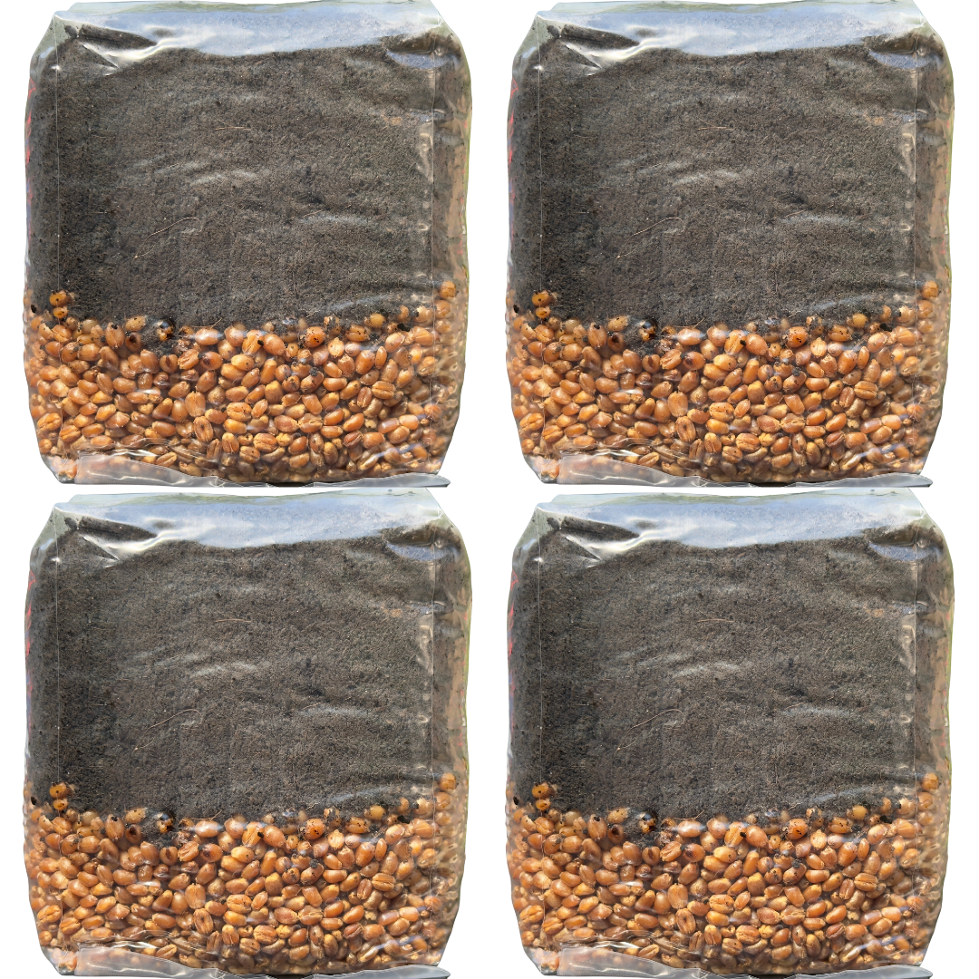 Mushroom Grow Kit - 4 Pack - All In One Mushroom Grow Bags