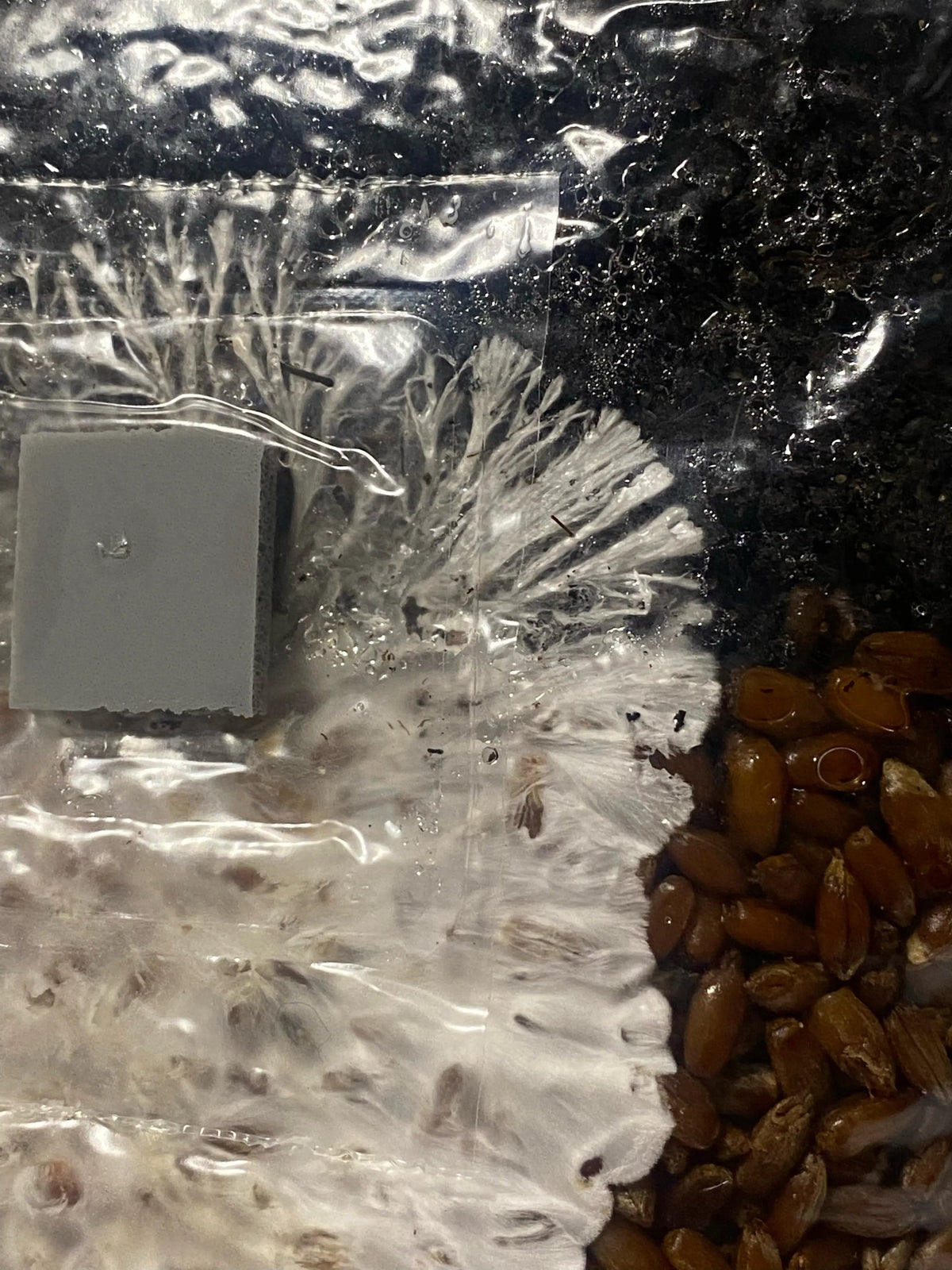 Mini All In One Mushroom Grow Bag
