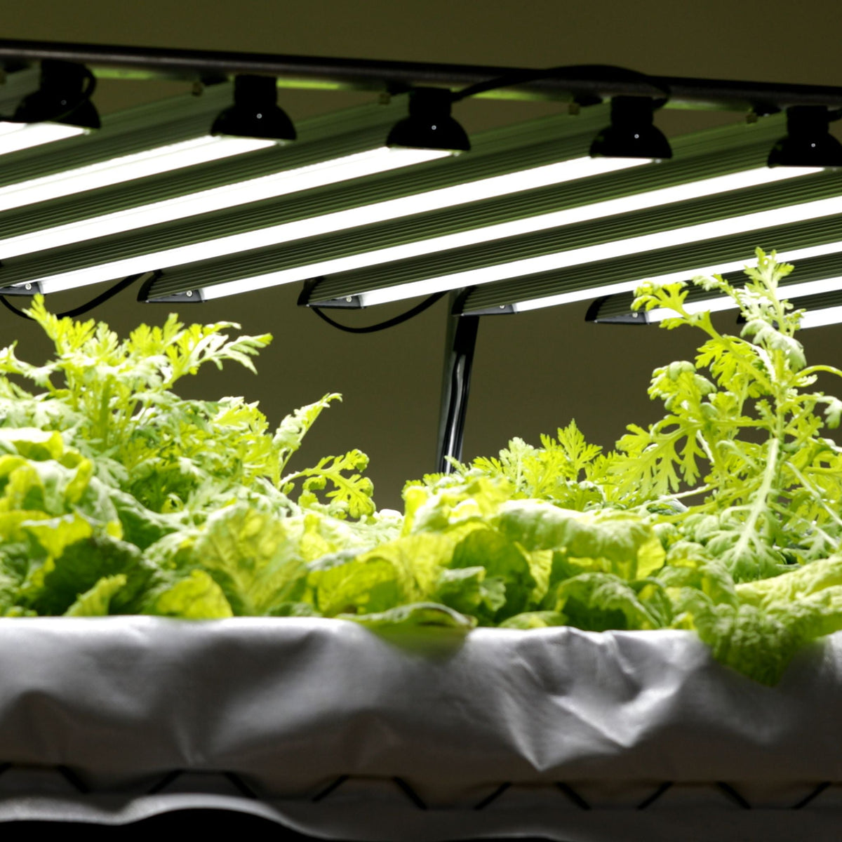 Dual-Spectrum LED Grow Light | 80 W