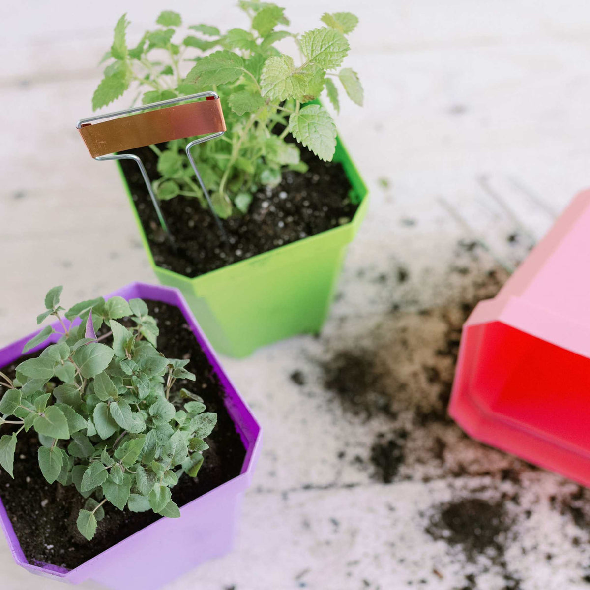5" Nursery Pots with Insert Tray