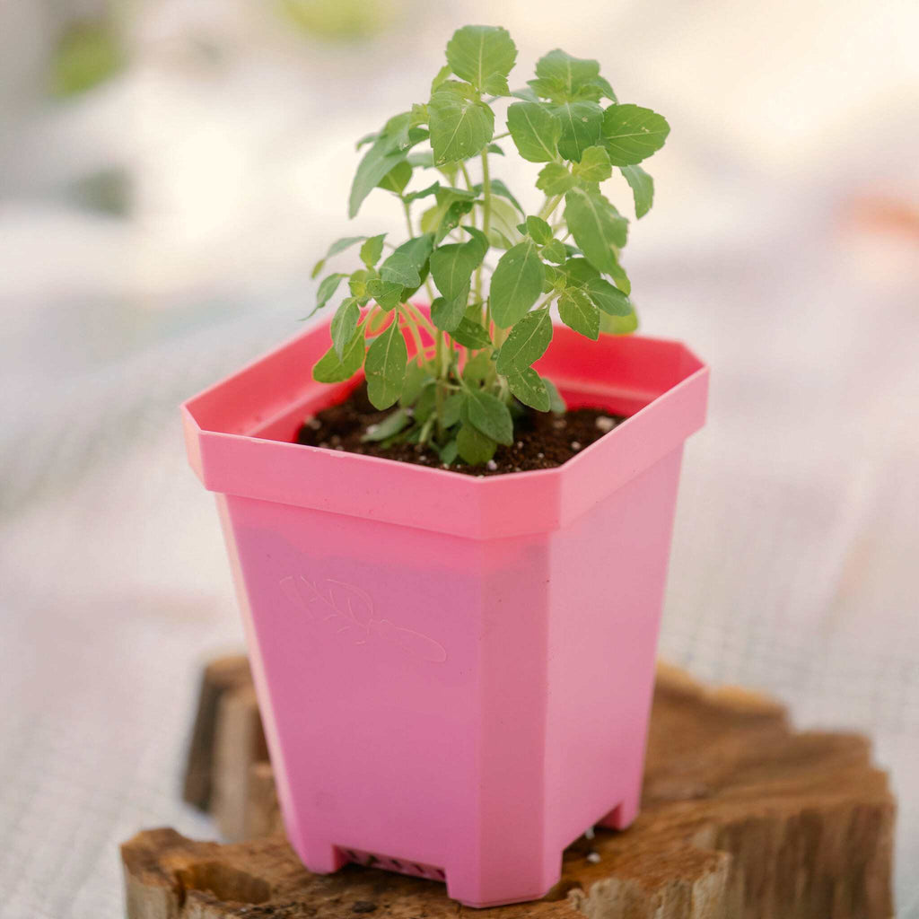 5" Nursery Pots with Insert Tray