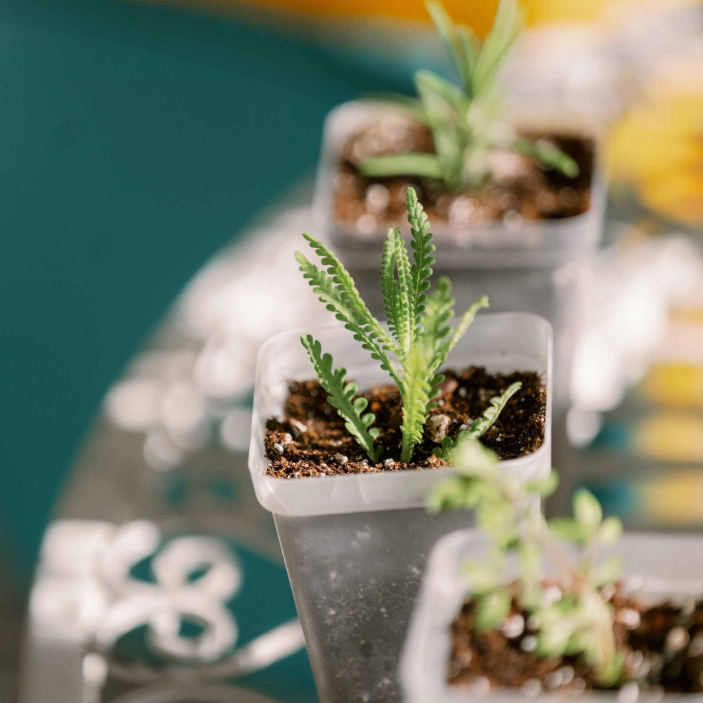 Propagation Kit | For Cuttings, Seedlings and More
