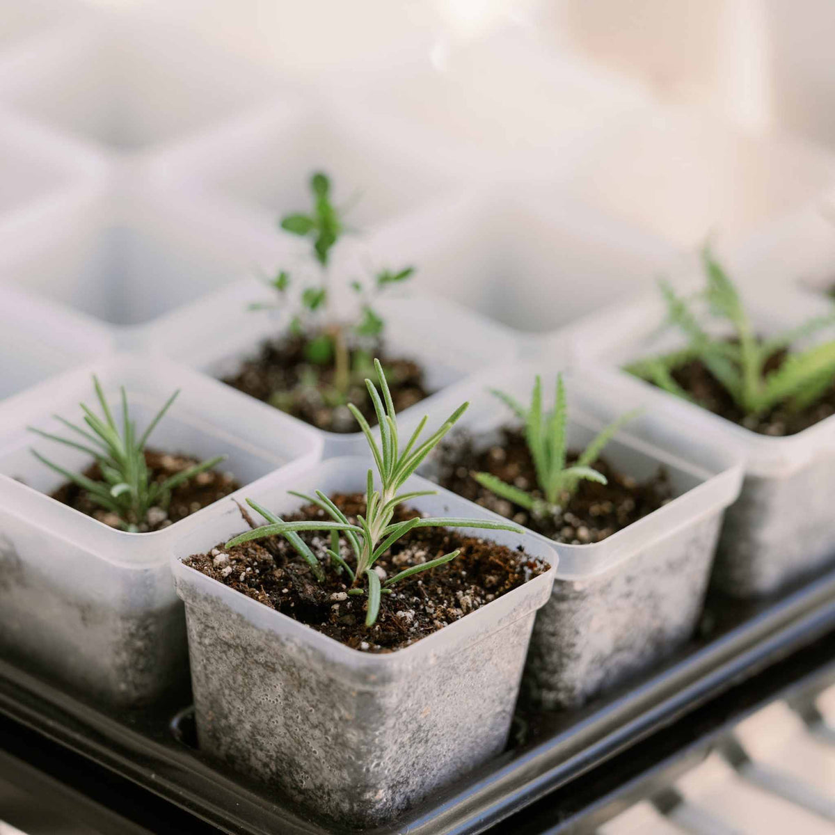 Propagation Kit | For Cuttings, Seedlings and More