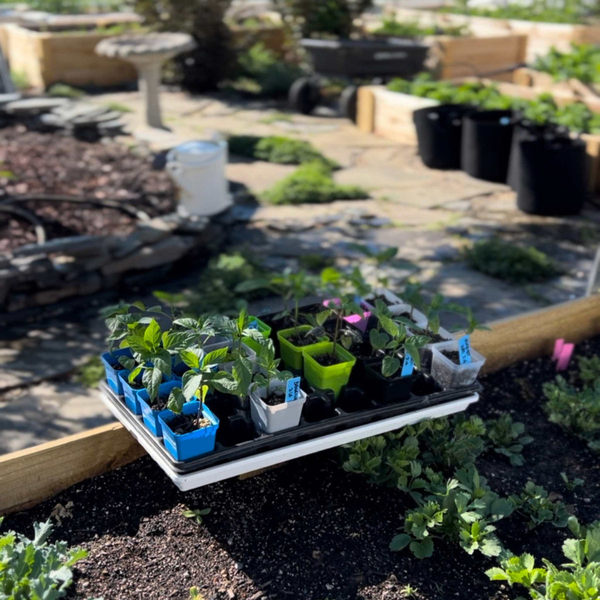 Seed Starter Pots - 2.5" Extra Strength