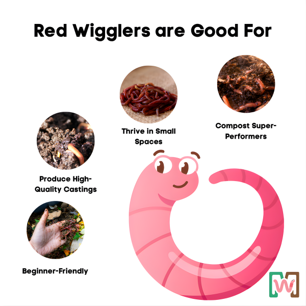 Living Material + Red Wiggler Composting Worms Eisenia andrei