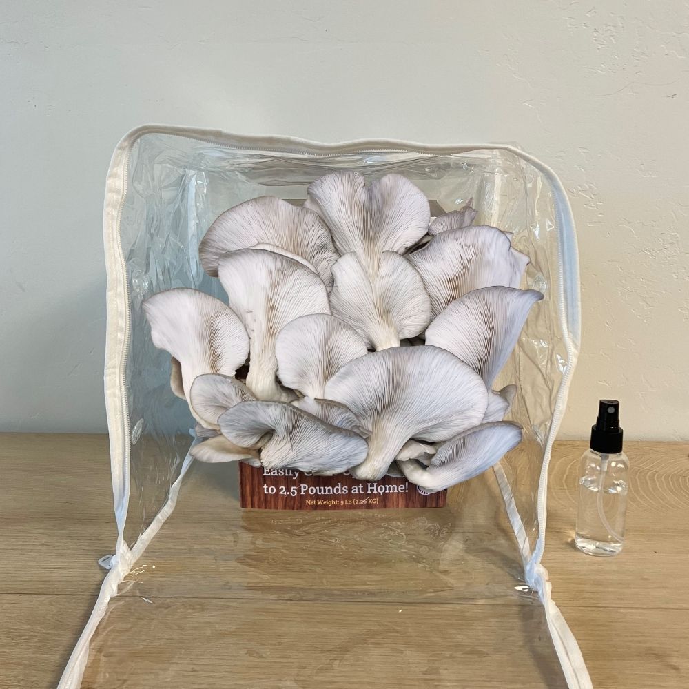 Blue Oyster Mushroom Growing Kit - 5 LBS Spray and Grow