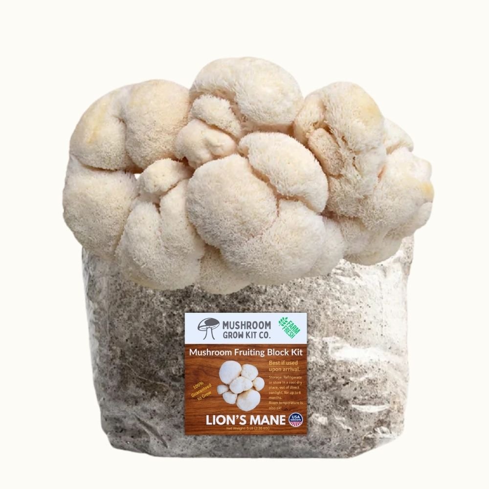 4 Pack - Lion's Mane, Gold, Pink, and Blue Oyster Mushroom Grow Kit Fruiting Blocks