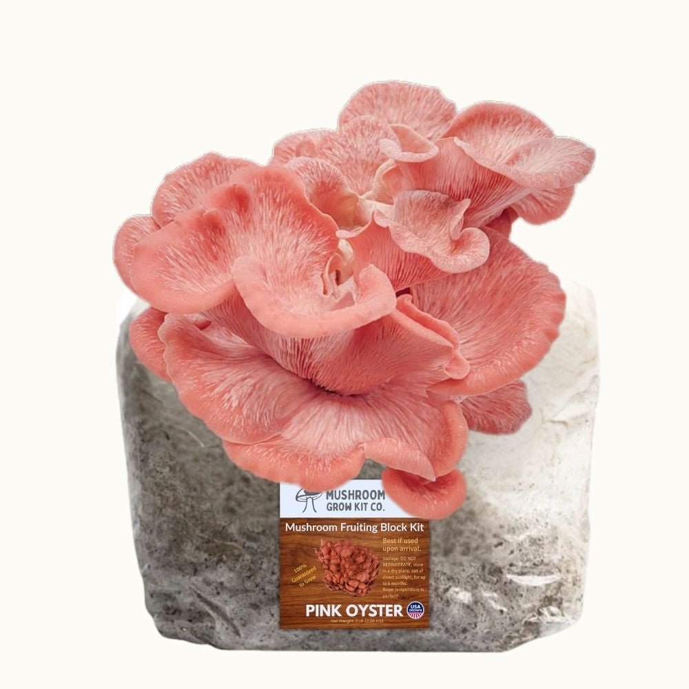 4 Pack - Lion's Mane, Gold, Pink, and Blue Oyster Mushroom Grow Kit Fruiting Blocks
